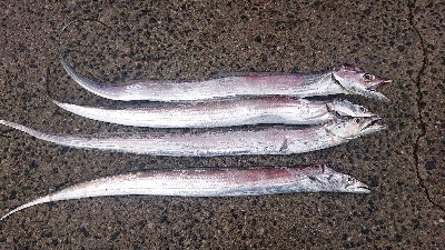 青物狙いのはずですが