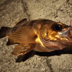 短い秋と冬支度する魚たち