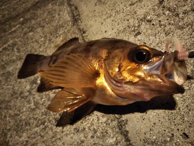 短い秋と冬支度する魚たち