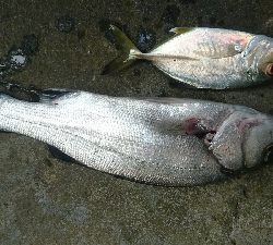 桂浜周辺サーフ ライトショアジギング