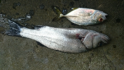 桂浜周辺サーフ ライトショアジギング