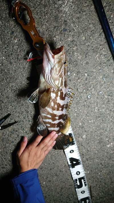 ベーコンでハタ