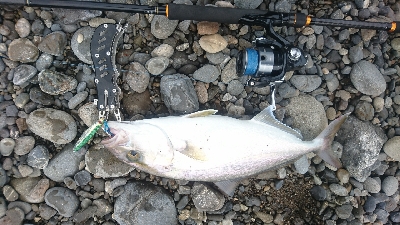 サーフライトショアジギング矢井賀