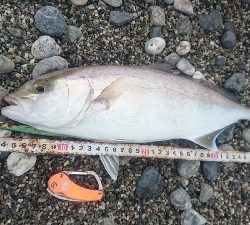 春野周辺サーフライトショアジギング