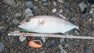 春野周辺サーフライトショアジギング