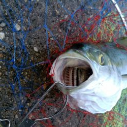ぶりと太刀魚とサワラ