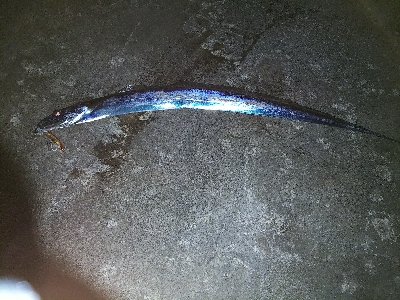 ど干潮でも釣れた