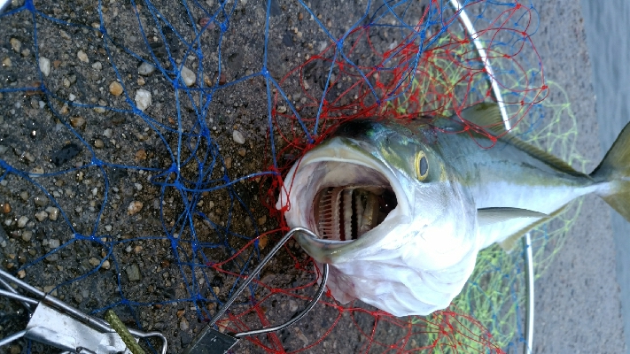 ぶりと太刀魚とサワラ