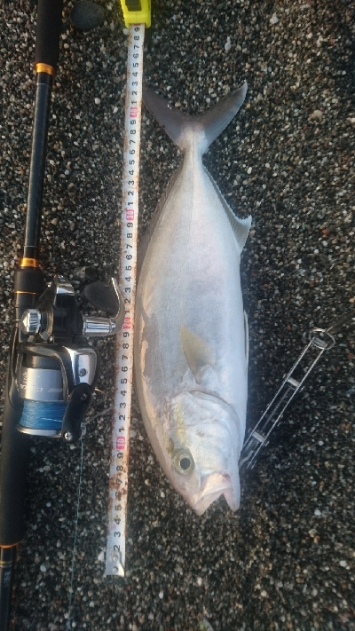 桂浜周辺サーフライトショアジギング