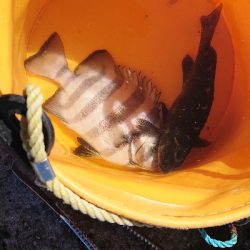 コフダイ空振り