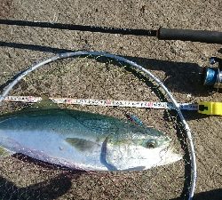 ライトショアジギング大月