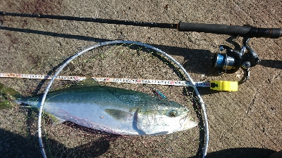 ライトショアジギング大月