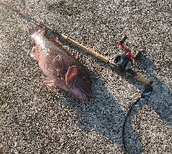 淡路島から6ヶ月ぶりのコフダイ40センチ超