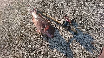 淡路島から6ヶ月ぶりのコフダイ40センチ超