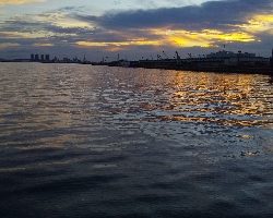 やっとハマチー