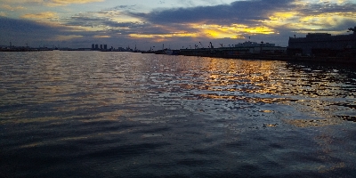 やっとハマチー