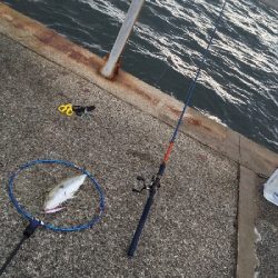 一応3種釣り達成しました