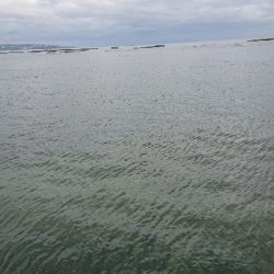 久々のイカの引き