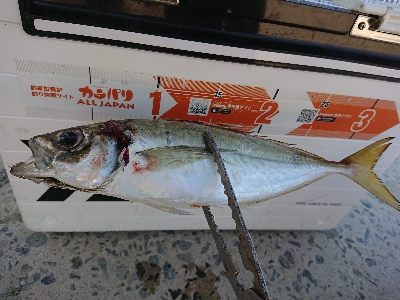 南蛮漬けが食べたい❗