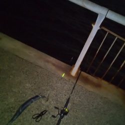 本日活性は低かったです