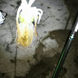 アオリイカ  タコ