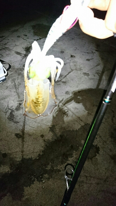 アオリイカ  タコ