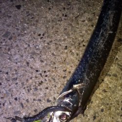 タチウオまずまず