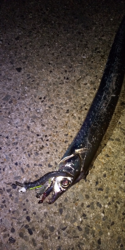 タチウオまずまず