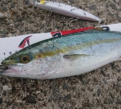 15 分だけのチャンス