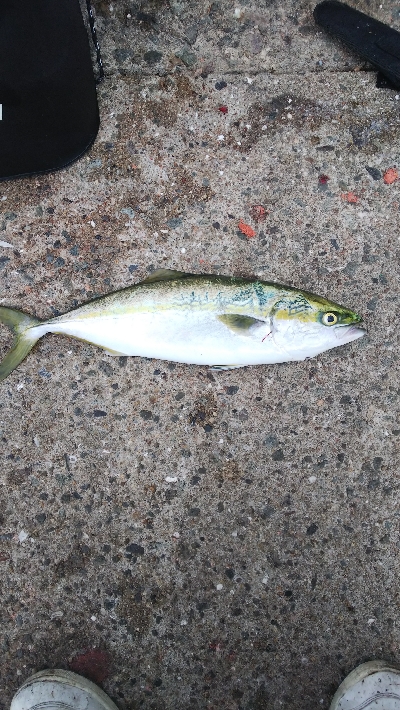 タチウオどこ行った？