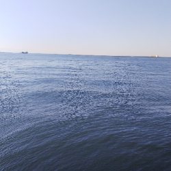 ハマチは好調?タチウオ不調!