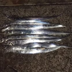 タチウオやっと数釣れた！