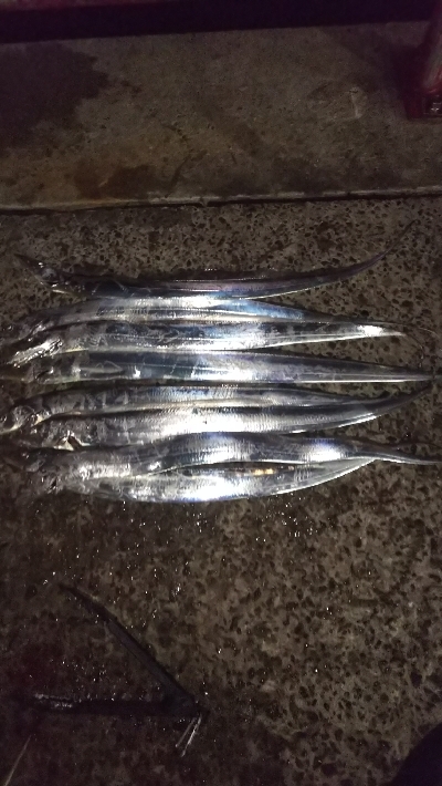 タチウオやっと数釣れた！