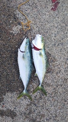 初ノマセでの初ハマチ