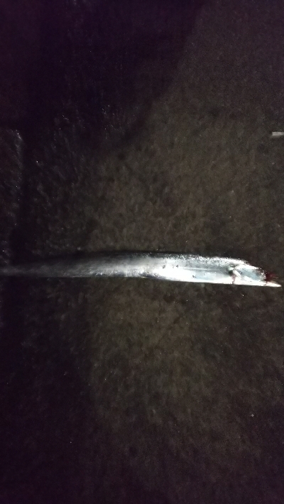 もうちょっと数釣りたい