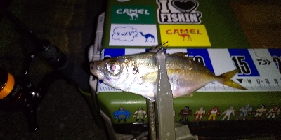 こっちもアジいるか調査！