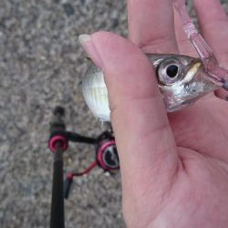 カンパチ、初めてです……