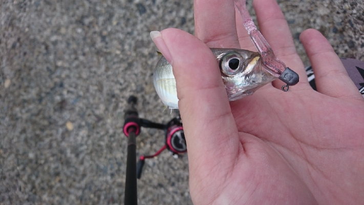 カンパチ、初めてです……