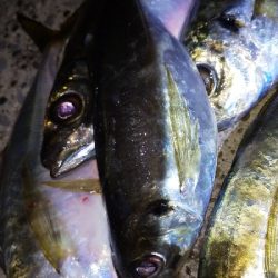 パターン掴めず…