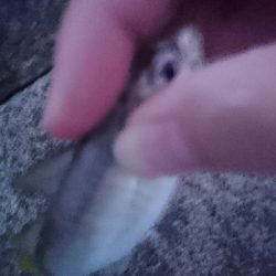 台風前のアジング!