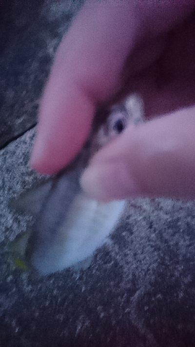 台風前のアジング！