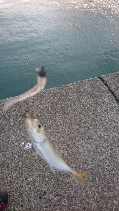 台風後のアジング