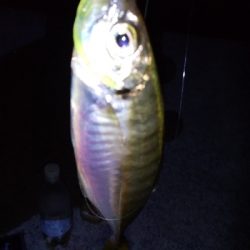 アジ爆再現なるか！？