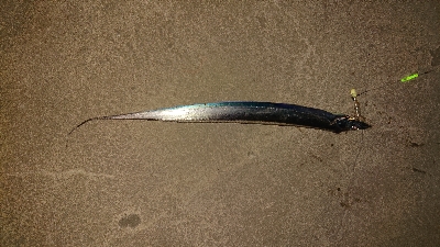 釣れて良かった。