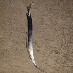 今日もタチウオ。