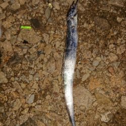 つ抜けならず。