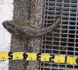 ハマチのはずが！