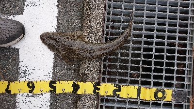 ハマチのはずが！