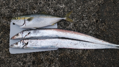 まずまずの釣果