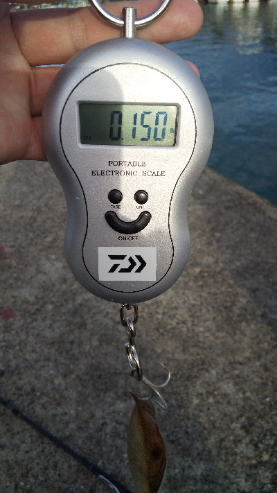 ちょこっとエギング